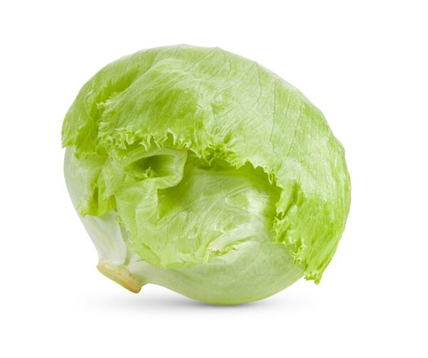 Fresh Lettuce "Iceberg"