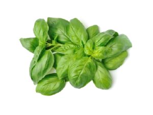 Basil