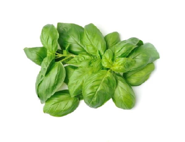 Basil