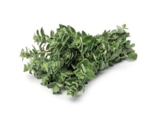 Oregano