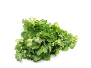 Coriander